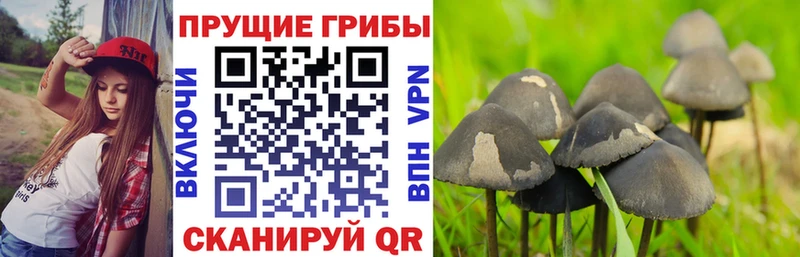 сайты даркнета какой сайт Калязин Псилоцибиновые грибы мухоморы купить сайты